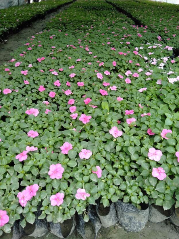 PɻС硢Pɻ硢Pɻl(f)