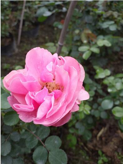 ɳʯ¼ɳʯ硢ɳʯl(f)