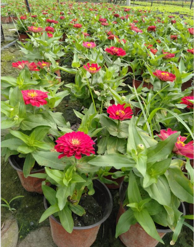 ղݷNֲl(f)Fݰղݡаղ