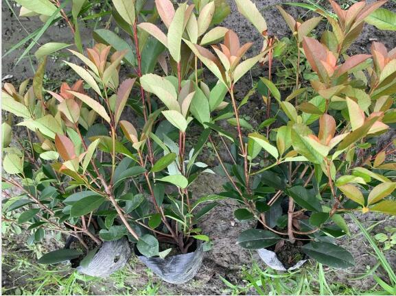 t~ʯС硢16t~ʯ骡30-40cm߼t~ʯ