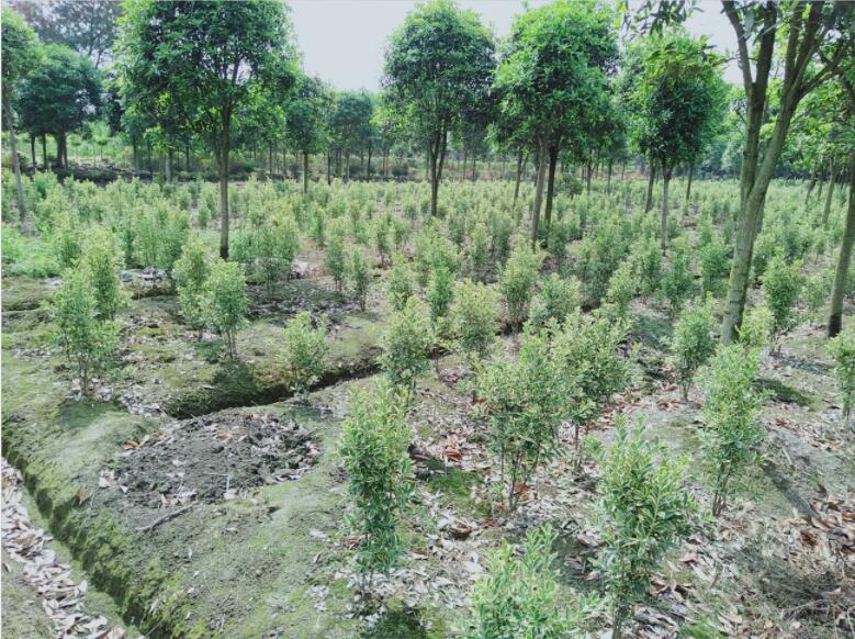 ߅f(wn)硢90cm߽߅f(wn)ࡢ߅f(wn)Nֲ