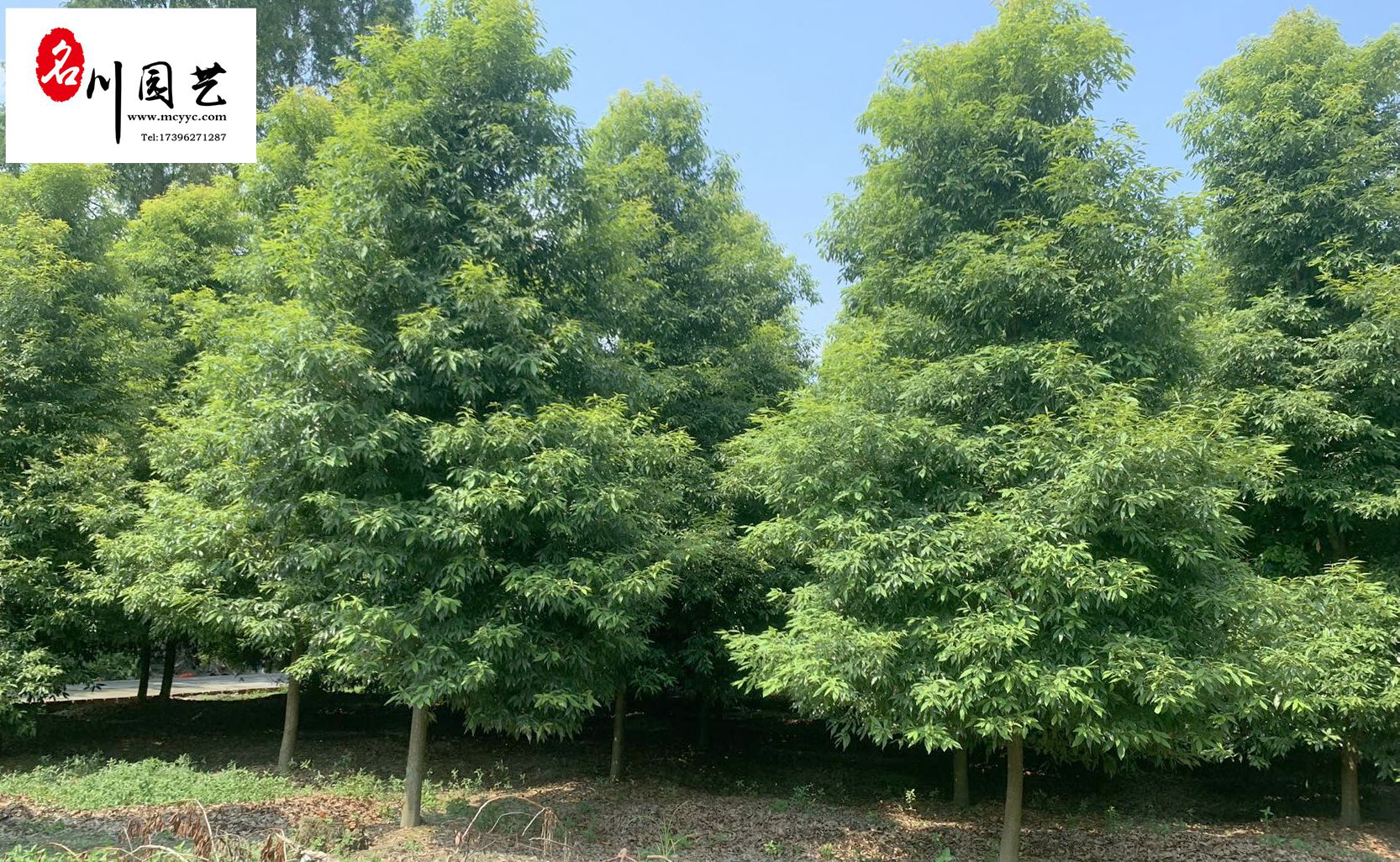 ɶEl(f)rľ䡢E骻ءɶ@ˇ