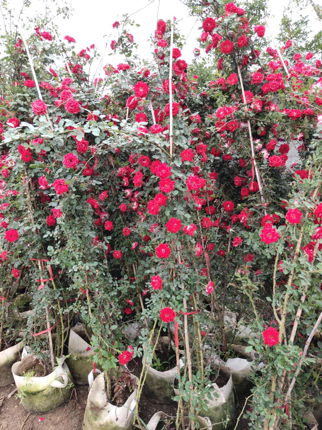 ٱСŮl(f)ٱСŮDƬٱСŮr