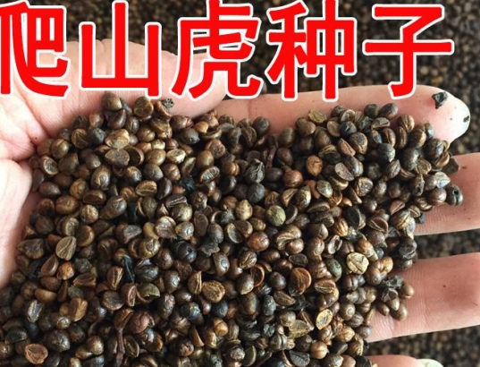 ɽNӻءɽNӈDƬɽNlr