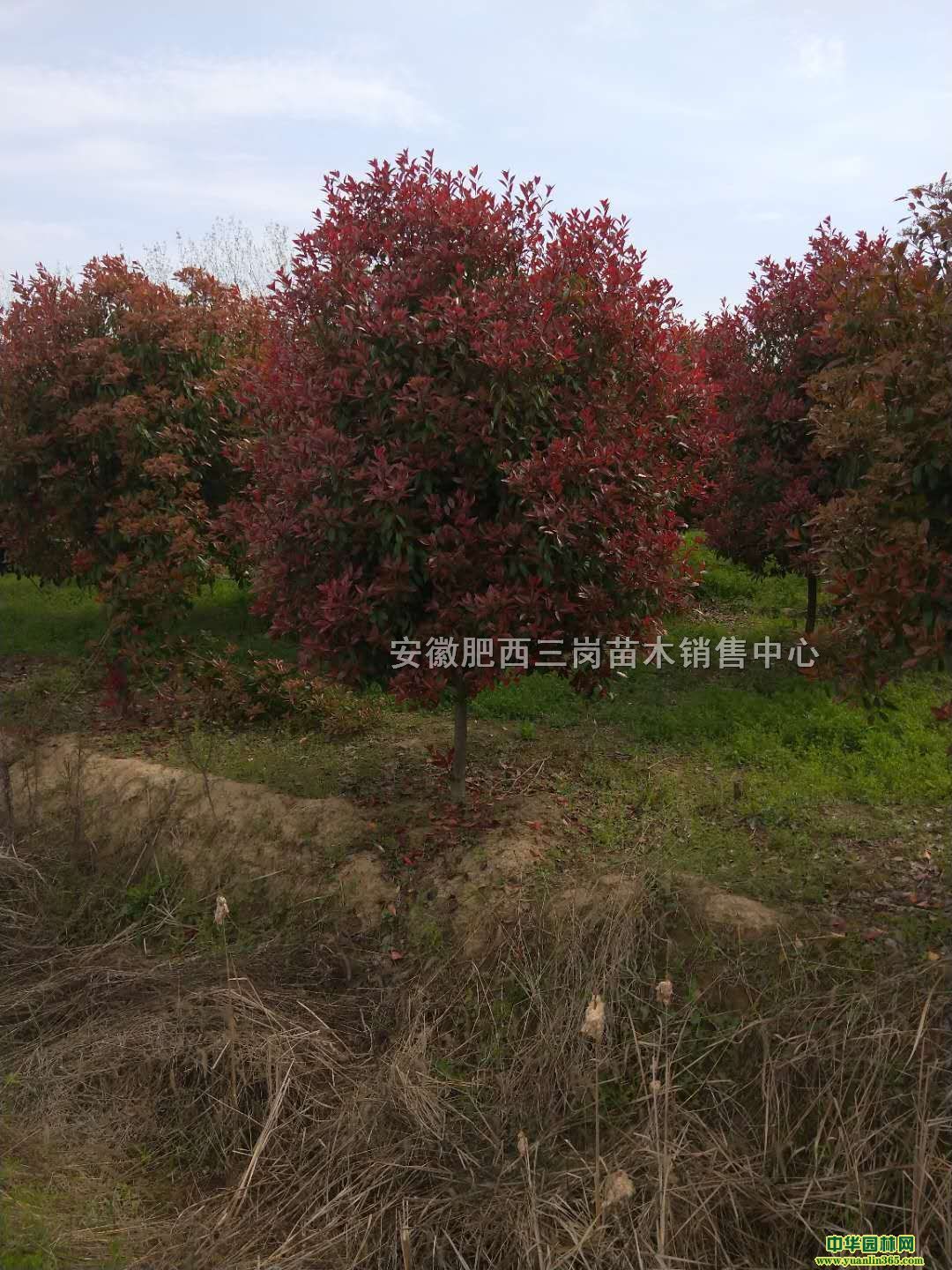 Vm𻨡t~~ŮؑꡢǗt~ʯ