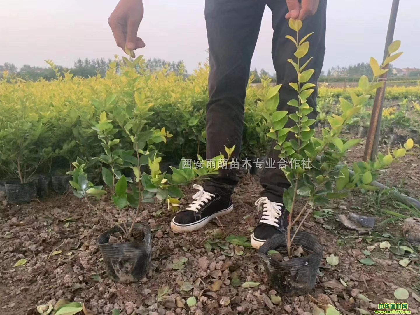 IBɭŮؑɭŮؑ硢ɭŮؑ硢