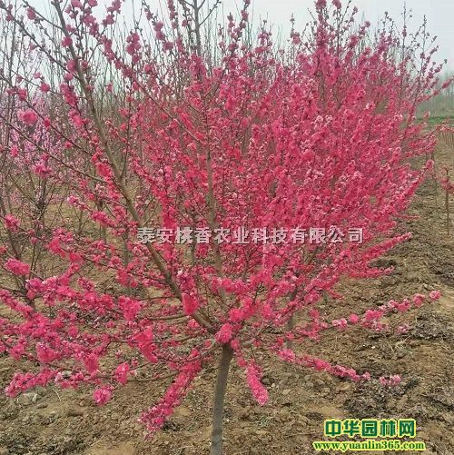 Mtl(f)3456֝Mtҹ(yng)