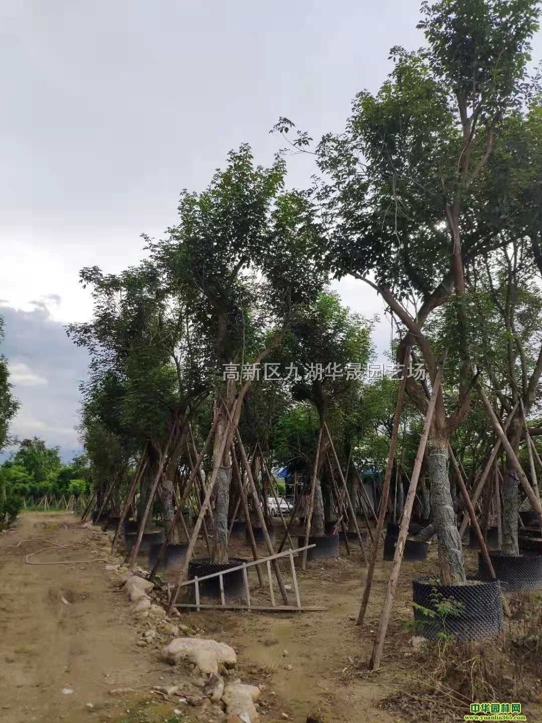 SL(fng)ľ硢硢Ҏ(gu)񡢸؛Դ