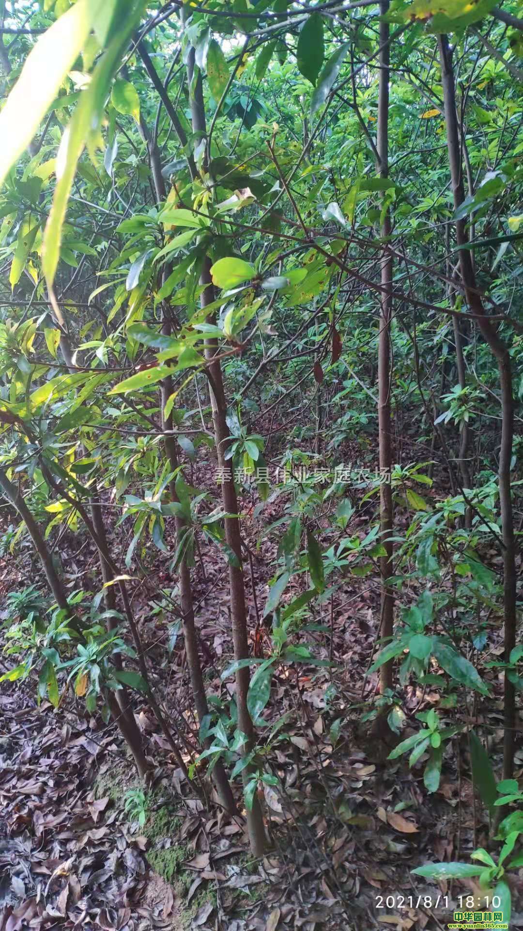 ľD5ֽľľԽ˴Iľϲľ