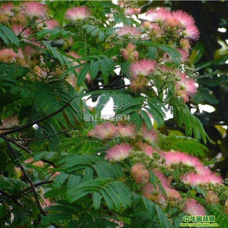 ϚgaءϚgС硢Ϛg2-15