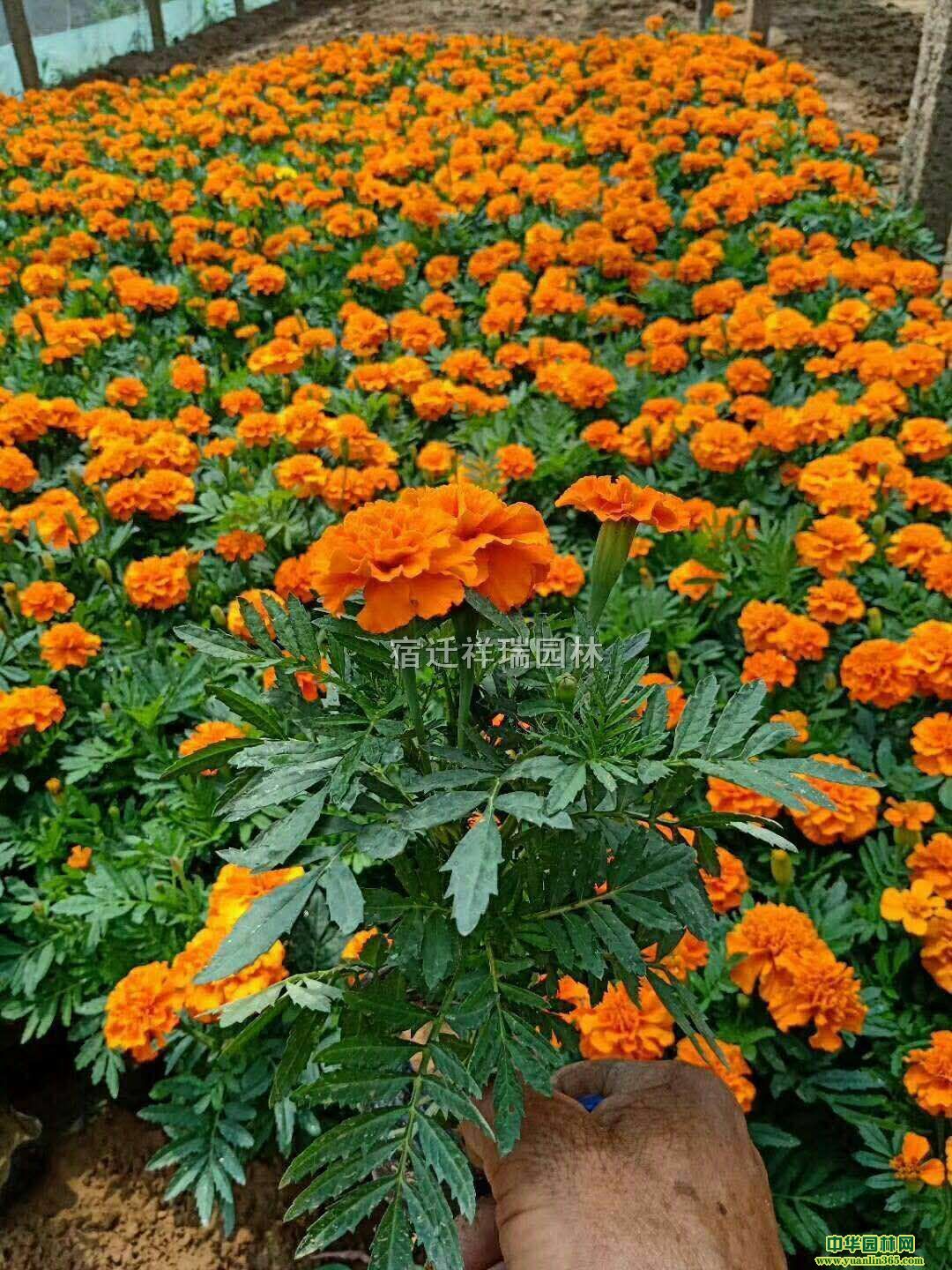 ȸݲݻr_tȸ݃r񡢿ȸݮa