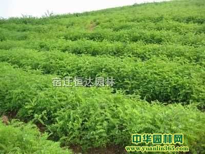 (yng)̻̻С硢̻2-15