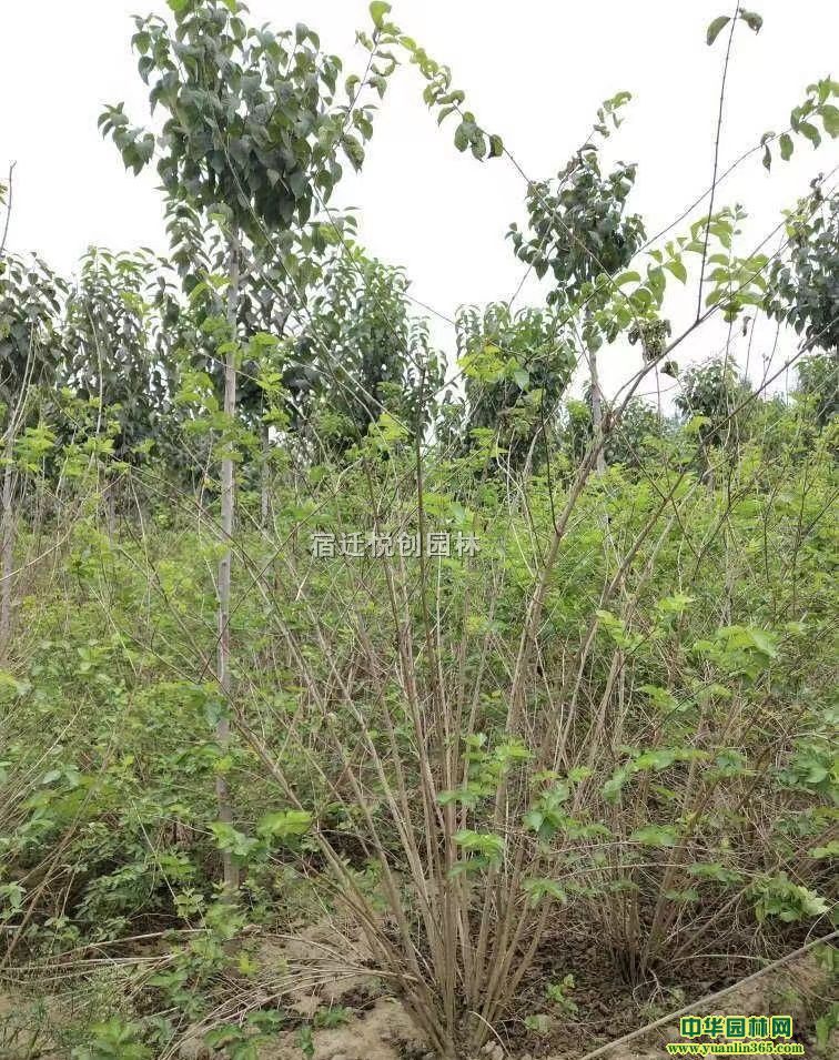 yľ(yng)yľDƬyľr(ji)