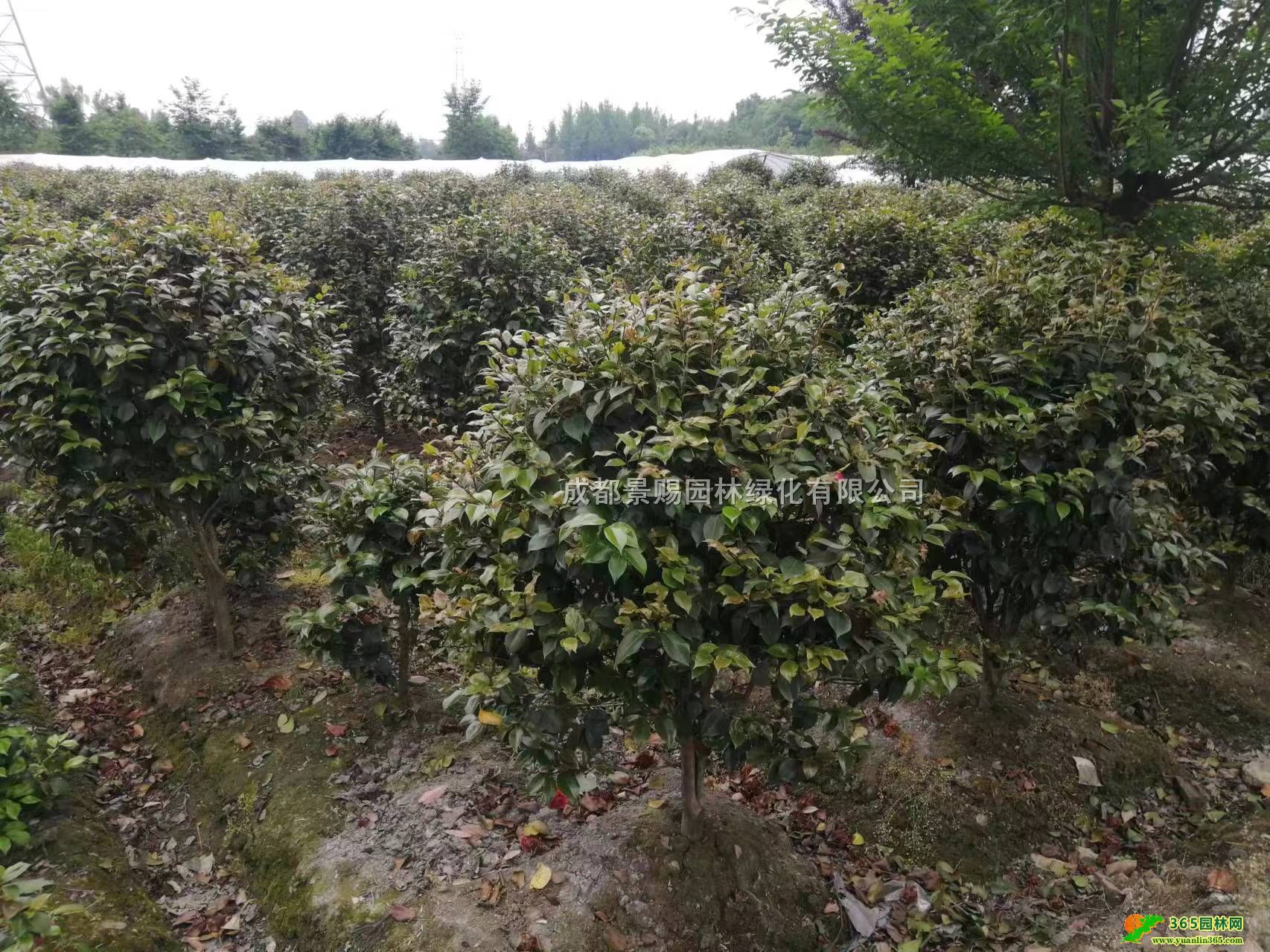 1-1.5׹ڲ軨lFݡؑcĴ軨l