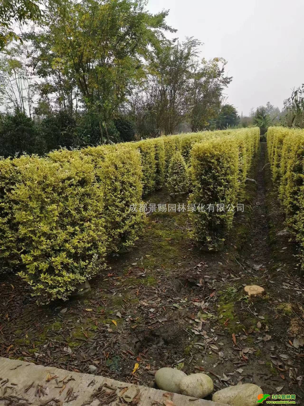 СϞl(f)СϞֱl(f)СϞ̾Gӡ