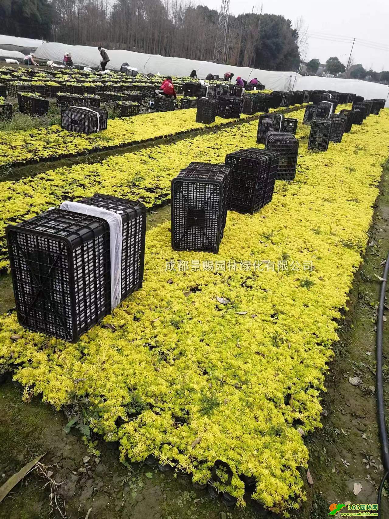 ~ײl۷ײСײpɫͷPl