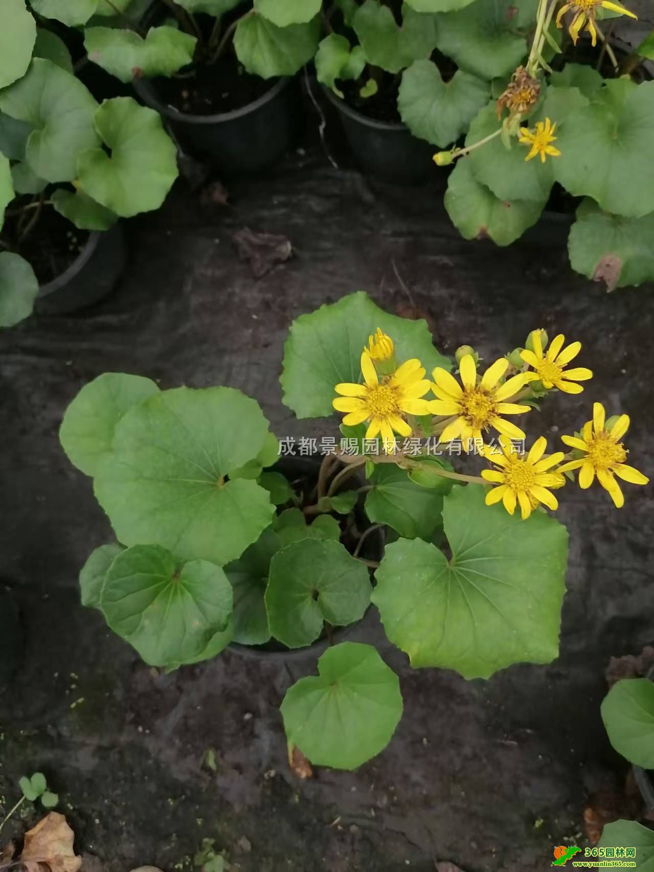 ƷL硢30-40ߴLݴ󱭡Ll