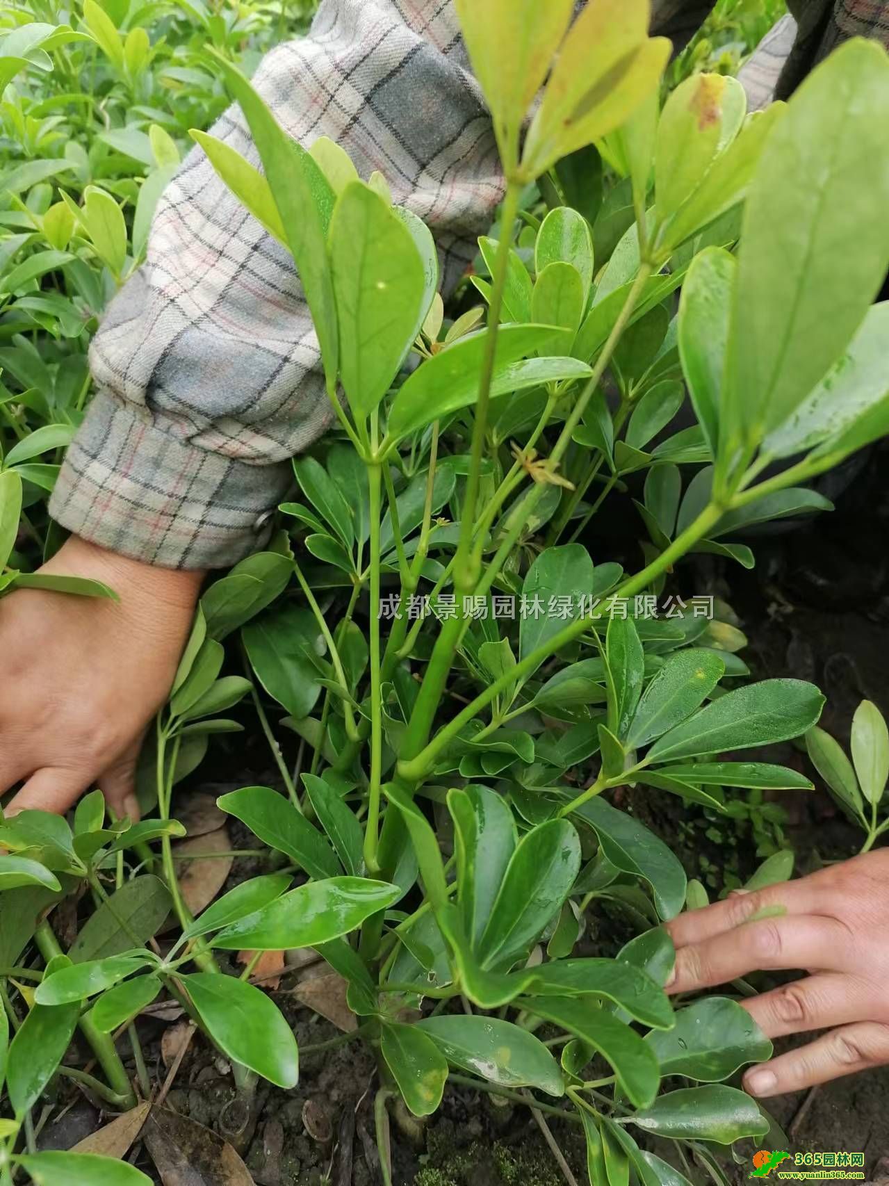 30-60_ľС_ľ硢_ľl(f)