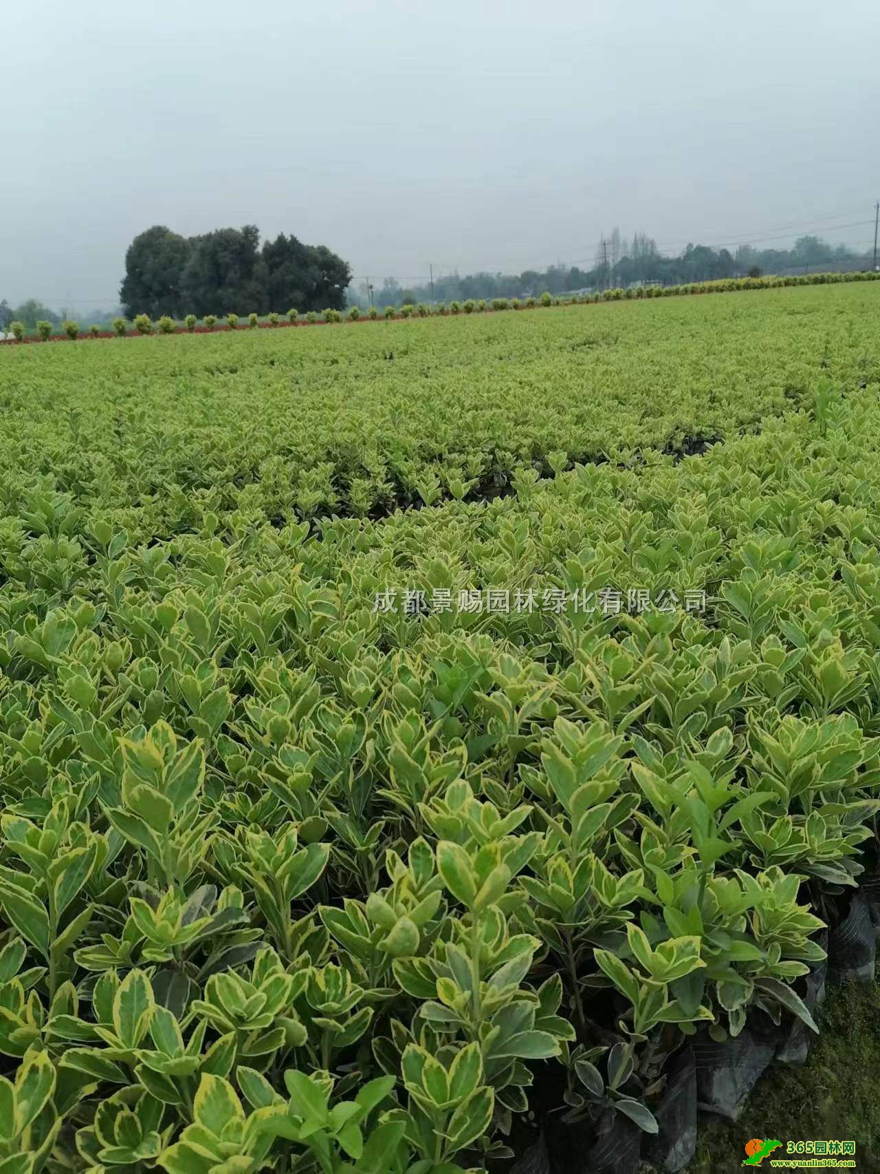 ߅Slء߅S16硢30-40߅S