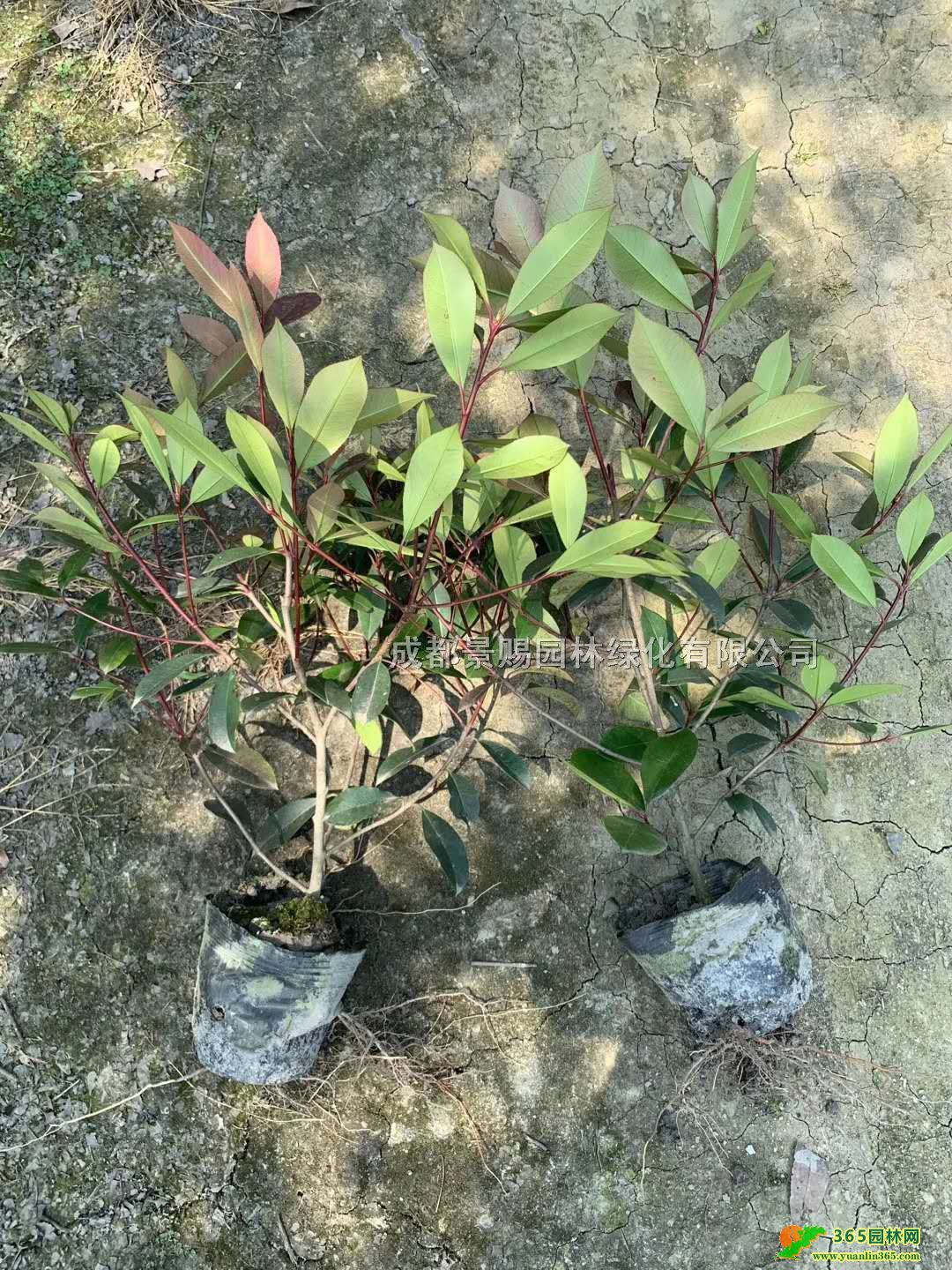 16t~ʯl40-50-80߼t~ʯ骴