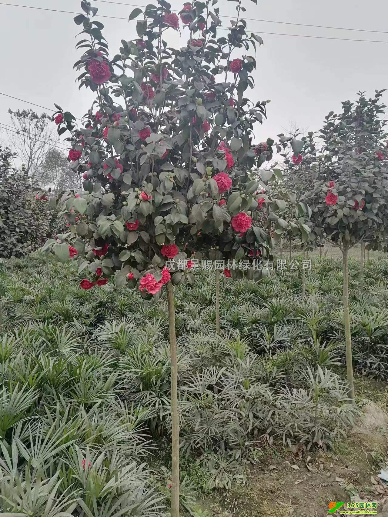 4-8ֲ軨lĴ軨ءlߗU軨䡢U軨