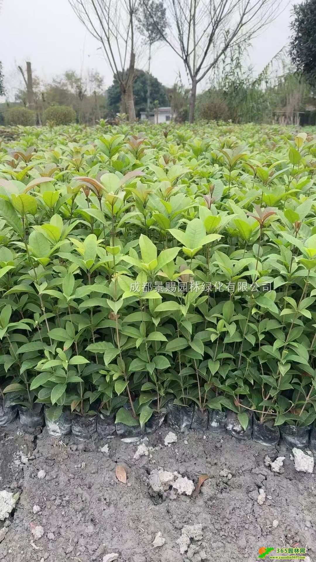 ļ硢ļ硢ļë硢Ĵļ