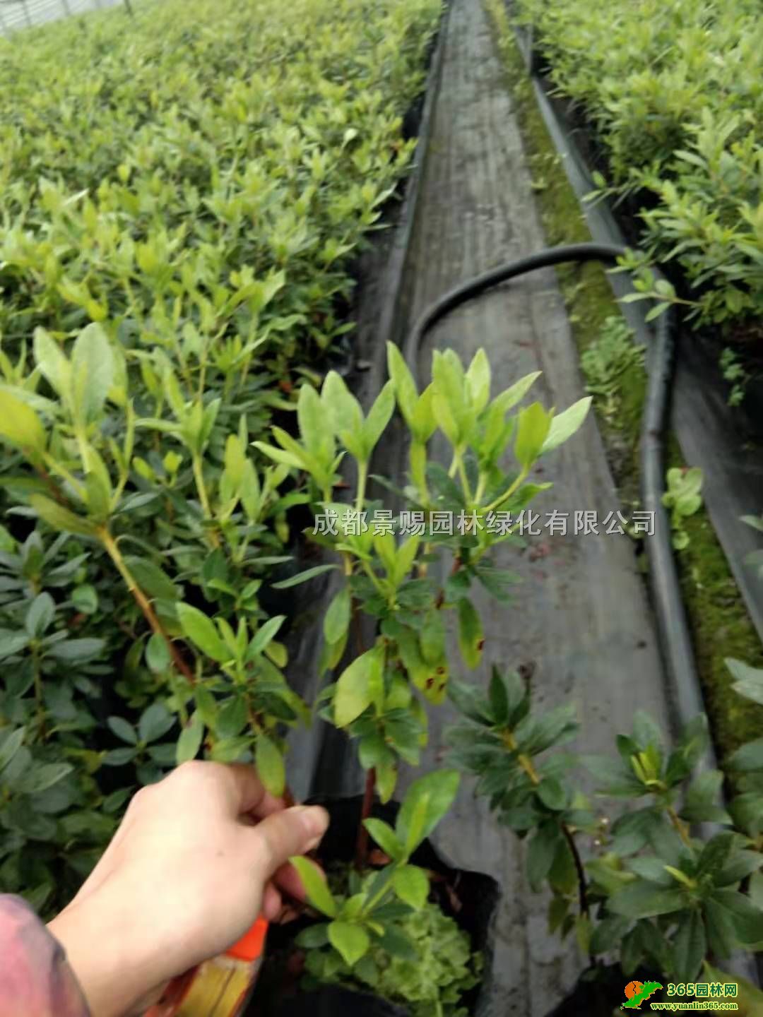 ëNlëNlrëN\ӻءëNС