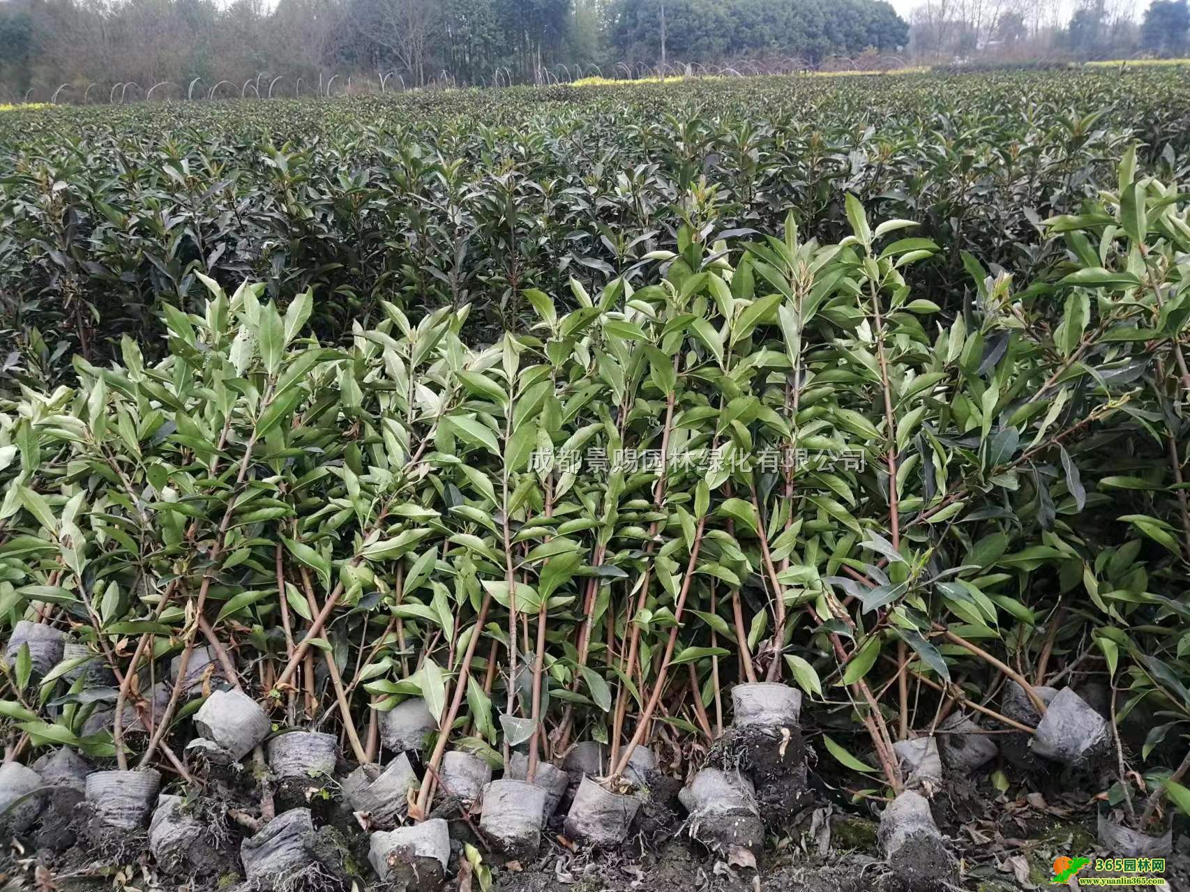 ؑcFݡĴƷNֲءl(f)1-2׸߷