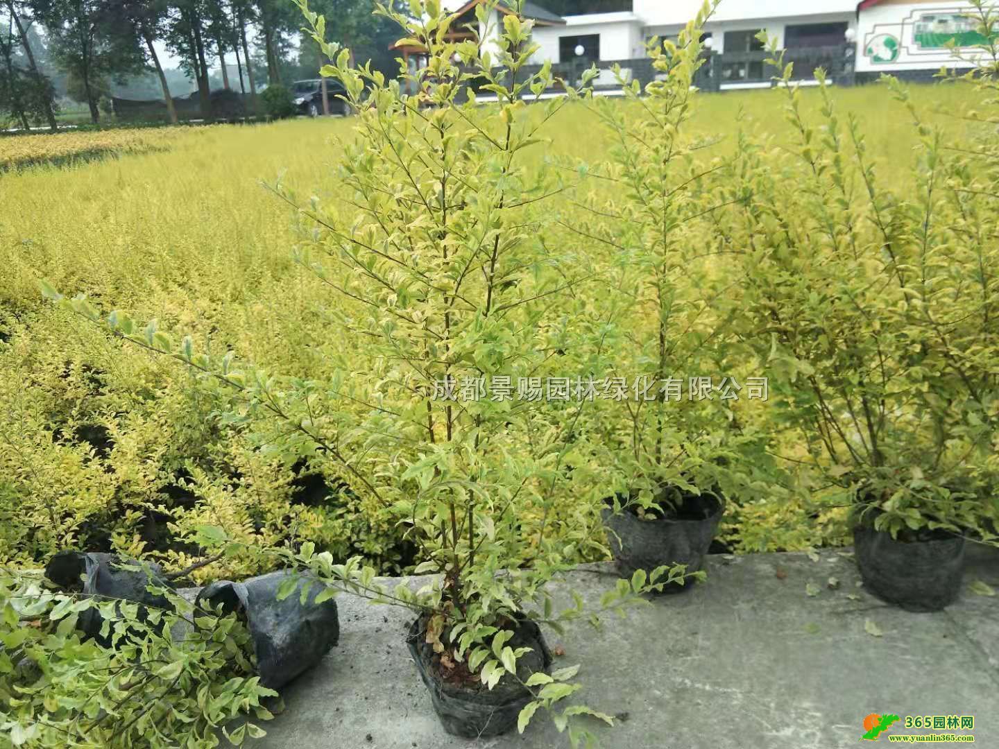 16Ůؑl(f)ءĴŮؑl(f)