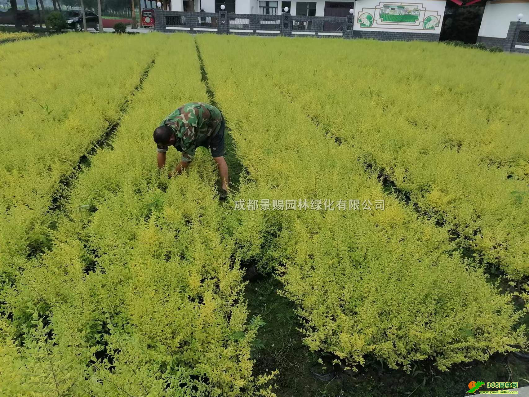 Ůؑl(f)Ůؑl(f)Ůؑr(nng)Nֲ