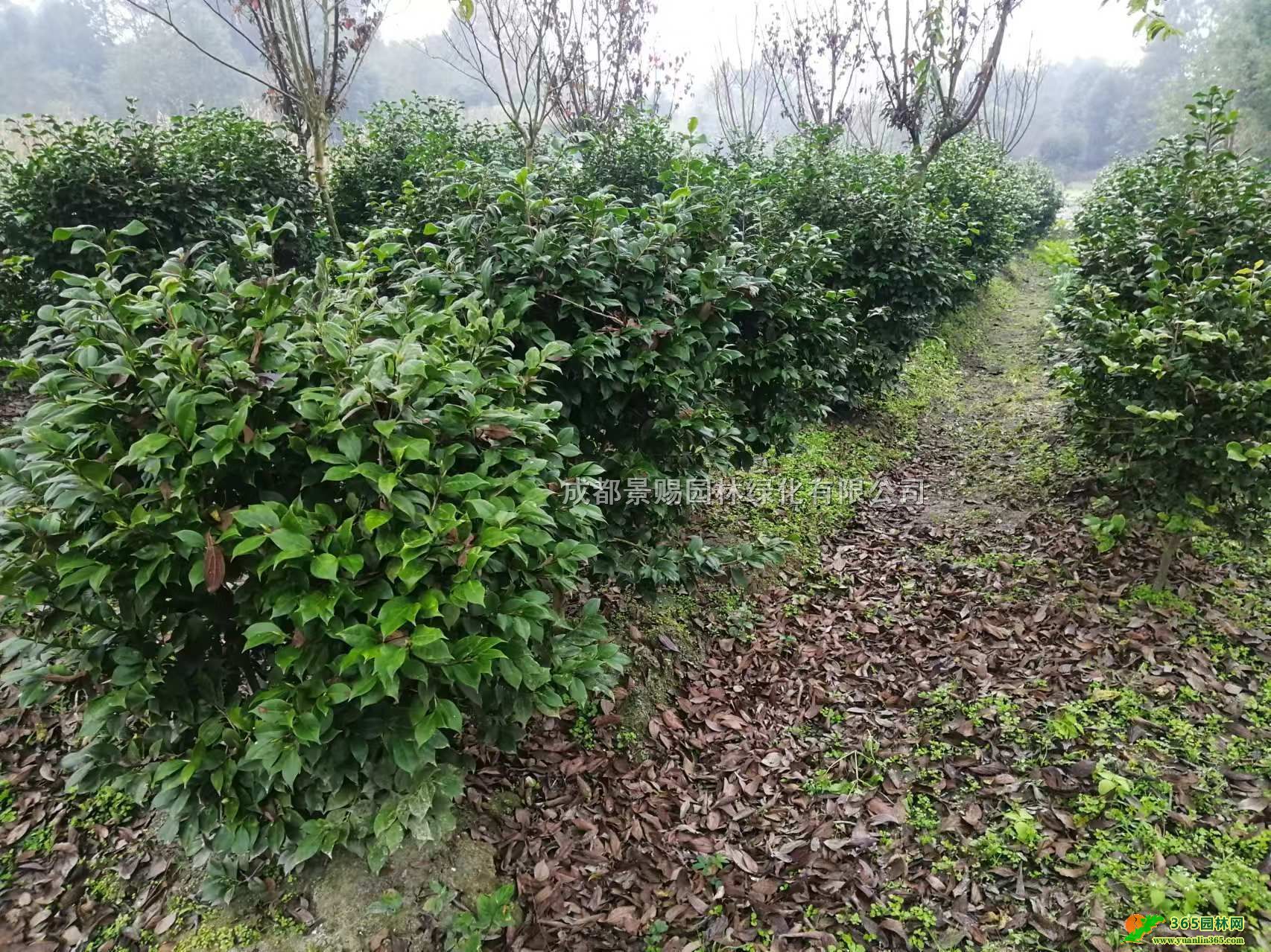 Fݲ軨lءl1-2׹ڲ軨򡢲軨\ӳ