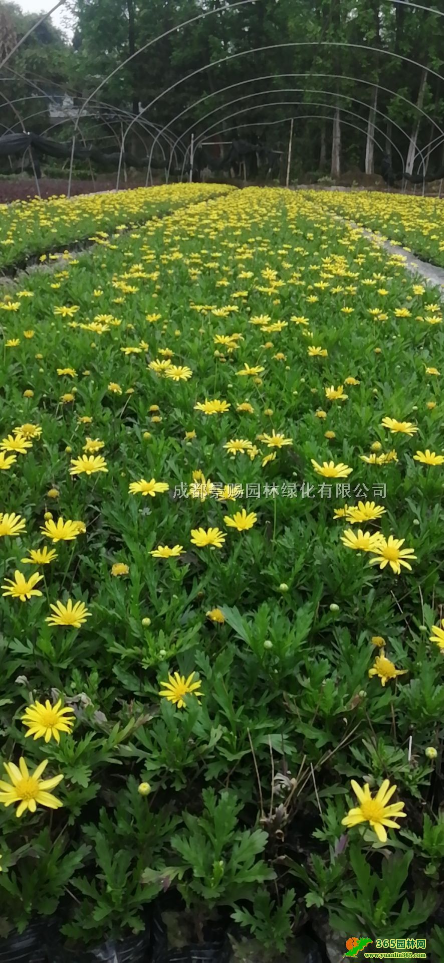 16ľl10ľջءľչ̾G