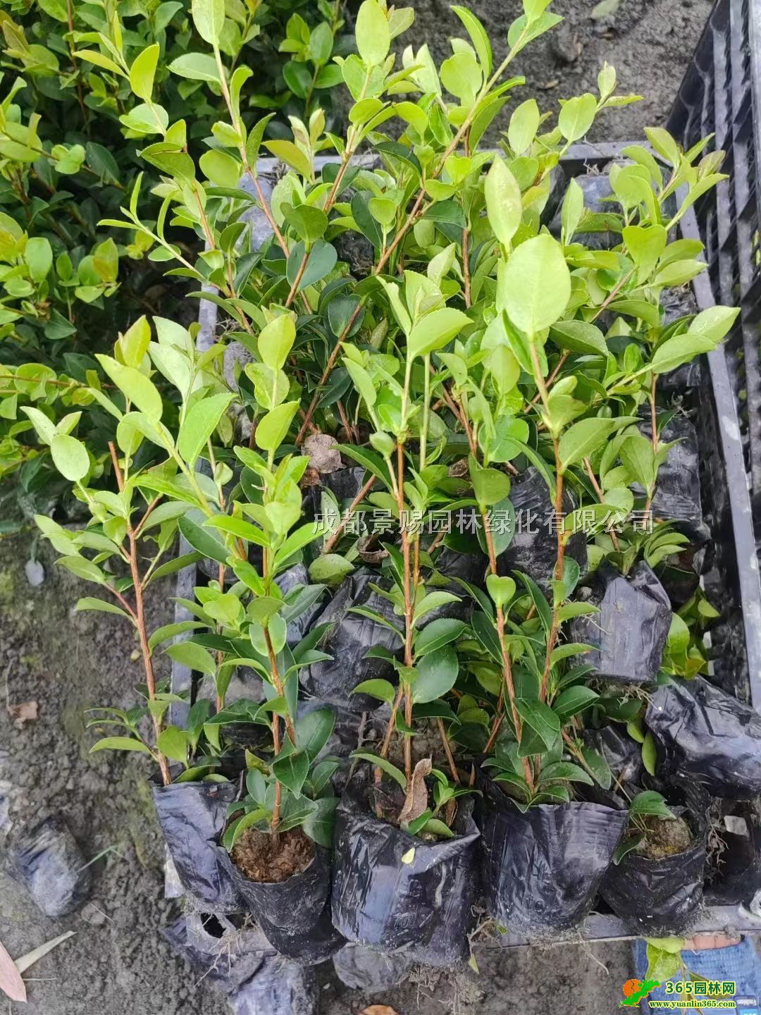 ÷lءl20-30߲÷С硢Ĵؑc÷