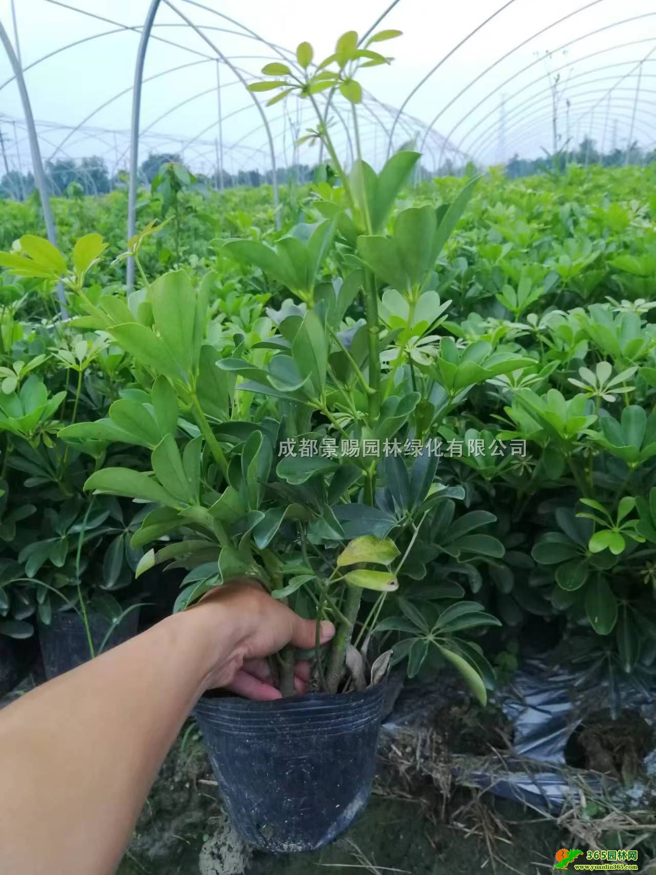 V|_ľl(f)ء40-50ָ_ľ16С