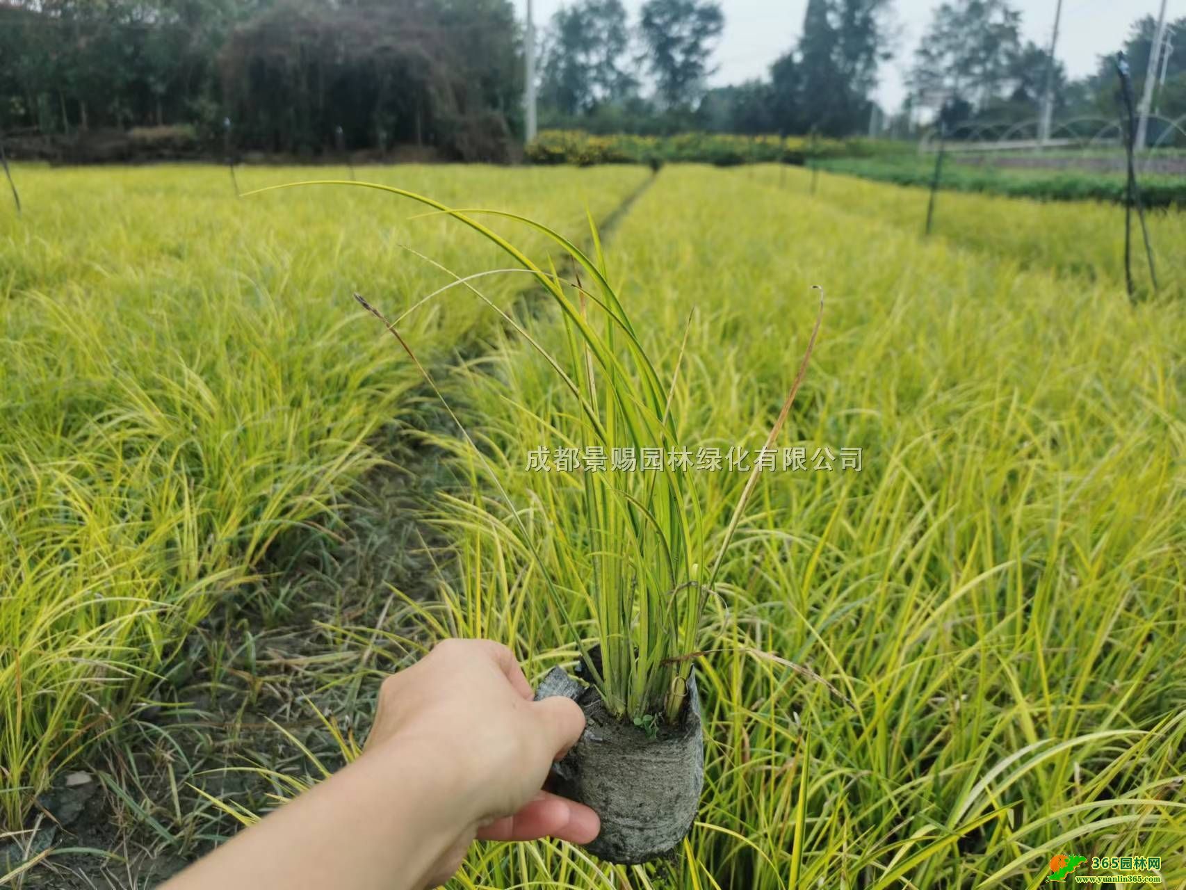 ~ʯԻءl(f)25-30߽~ʯĴؑc