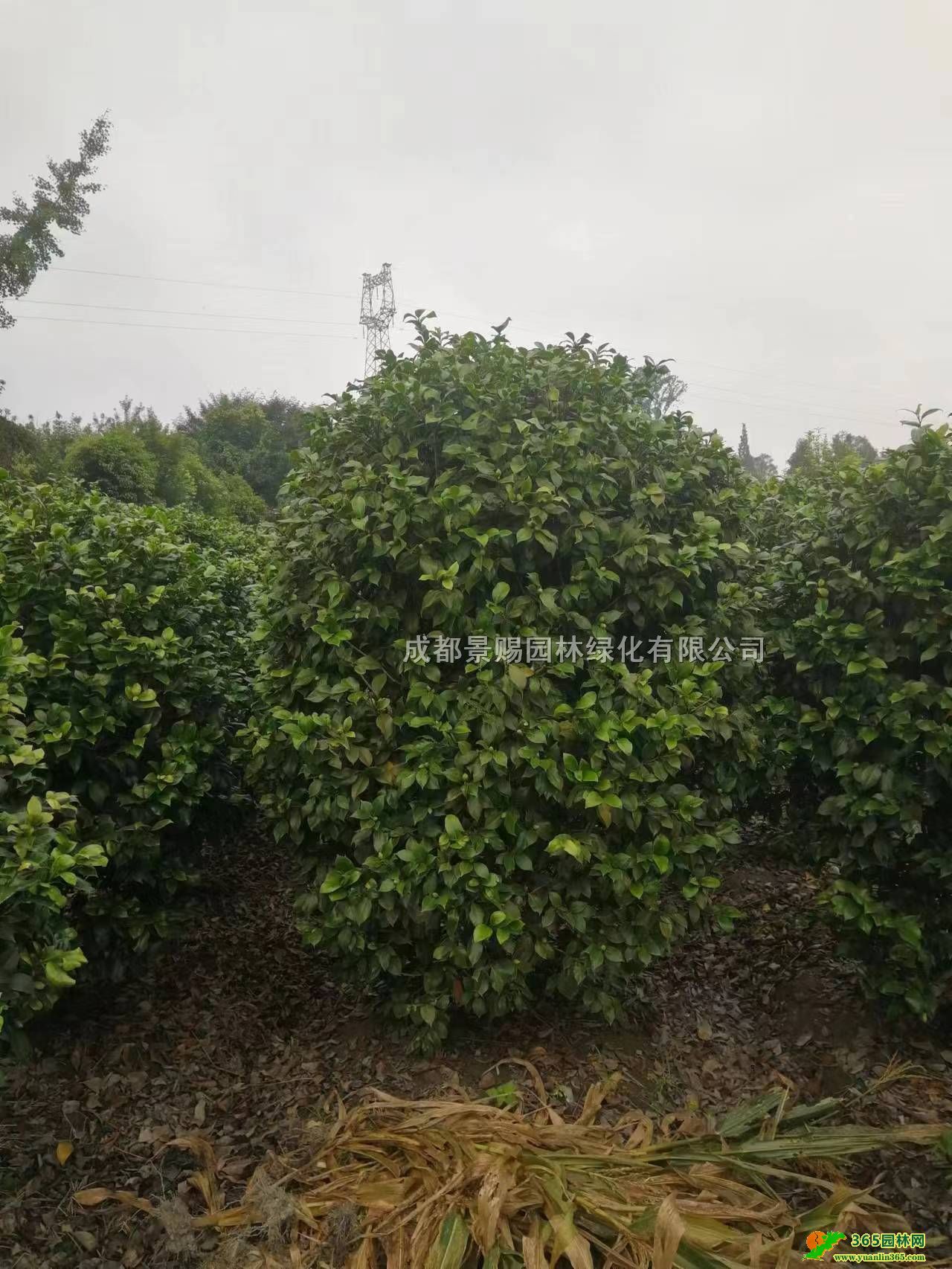 1.5-2׸߲軨l軨\Ӵl軨ءF