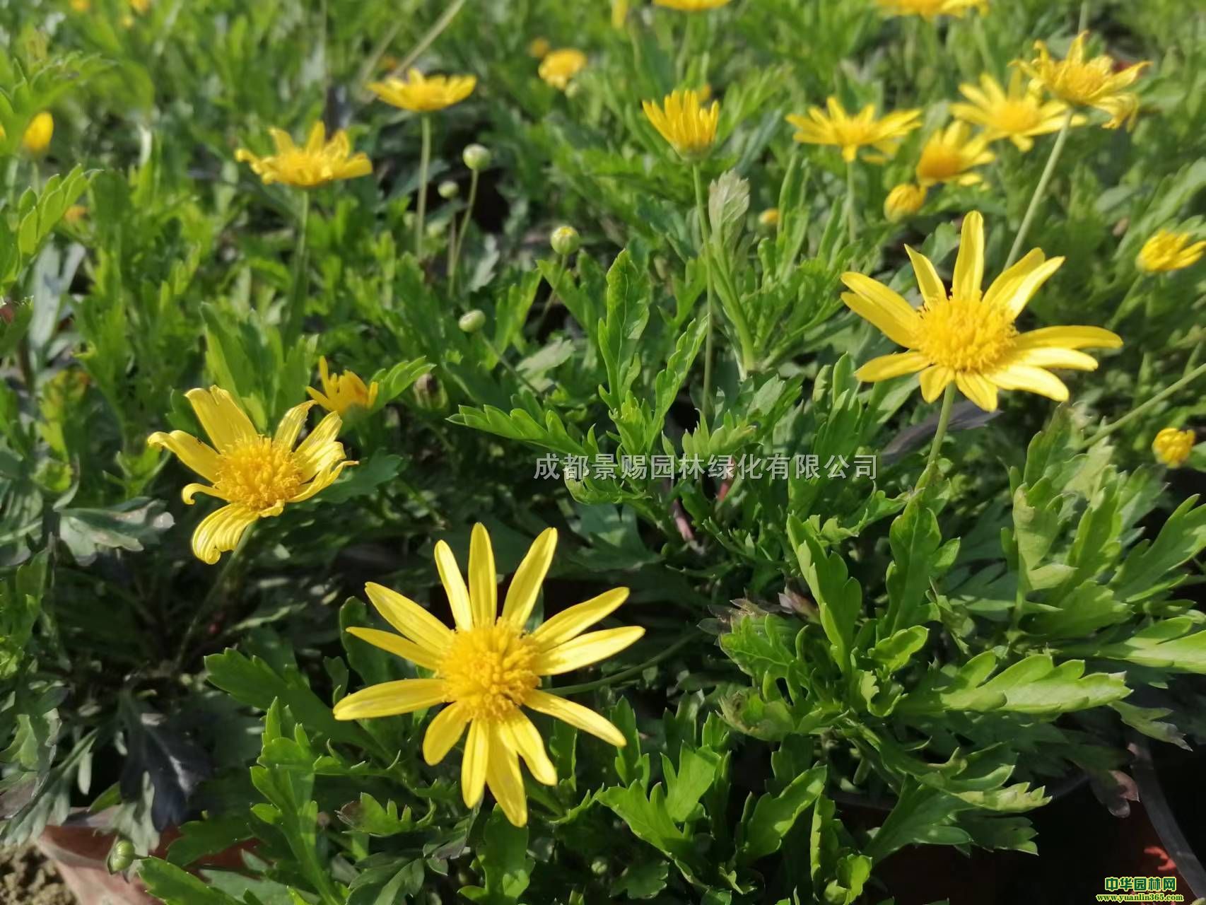 ֦ľl16ľջء12ľՃrľծa