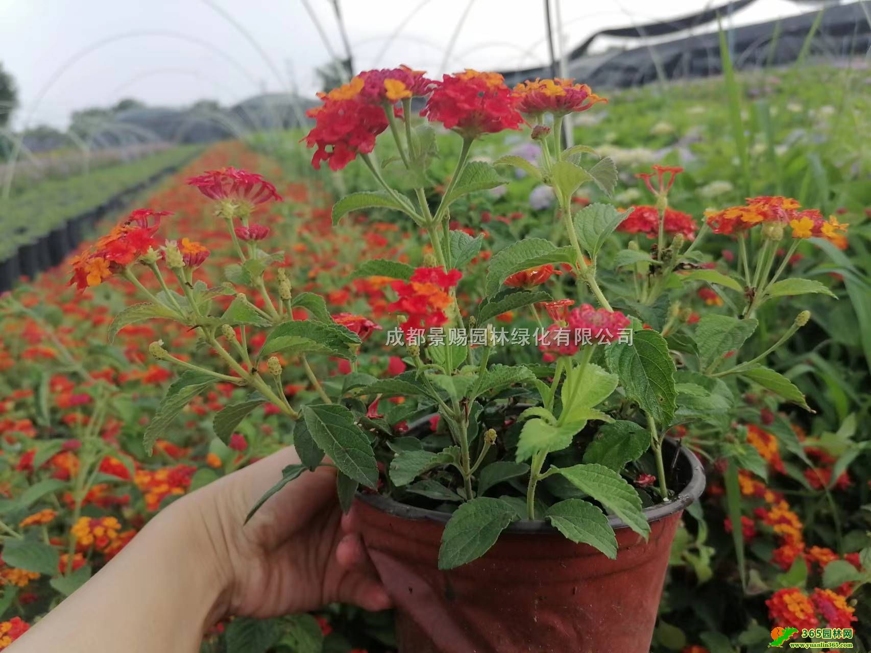 pɫɫ÷硢ɫ÷ءɫ÷l(f)r(ji)ɫ÷С