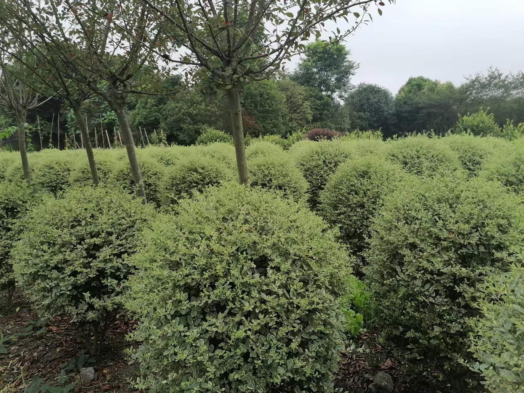 FؑcĴyСϞl40-50yСϞ