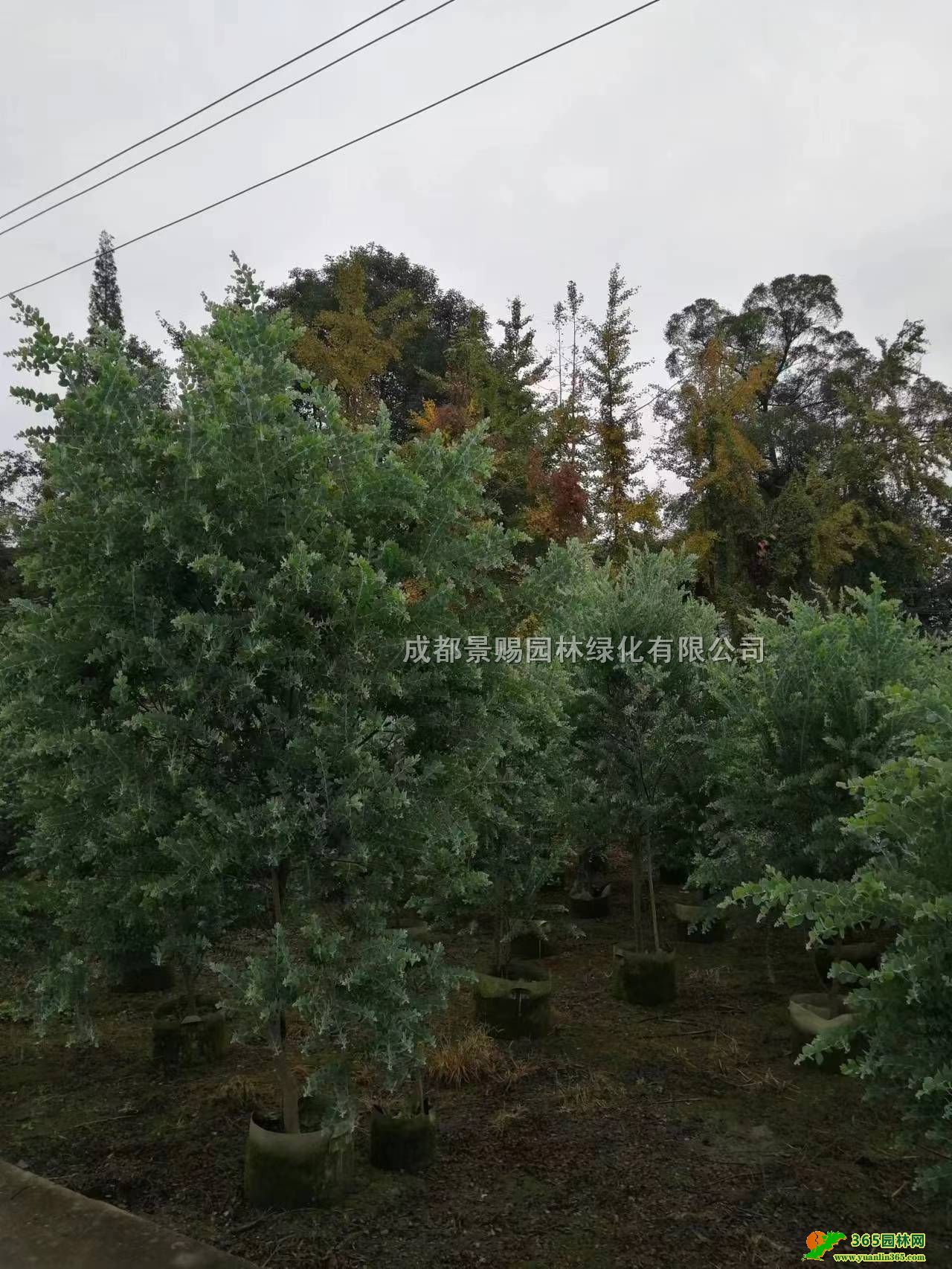 ؑcFݡĴy~Ϛgء2-3׸y~Ϛg