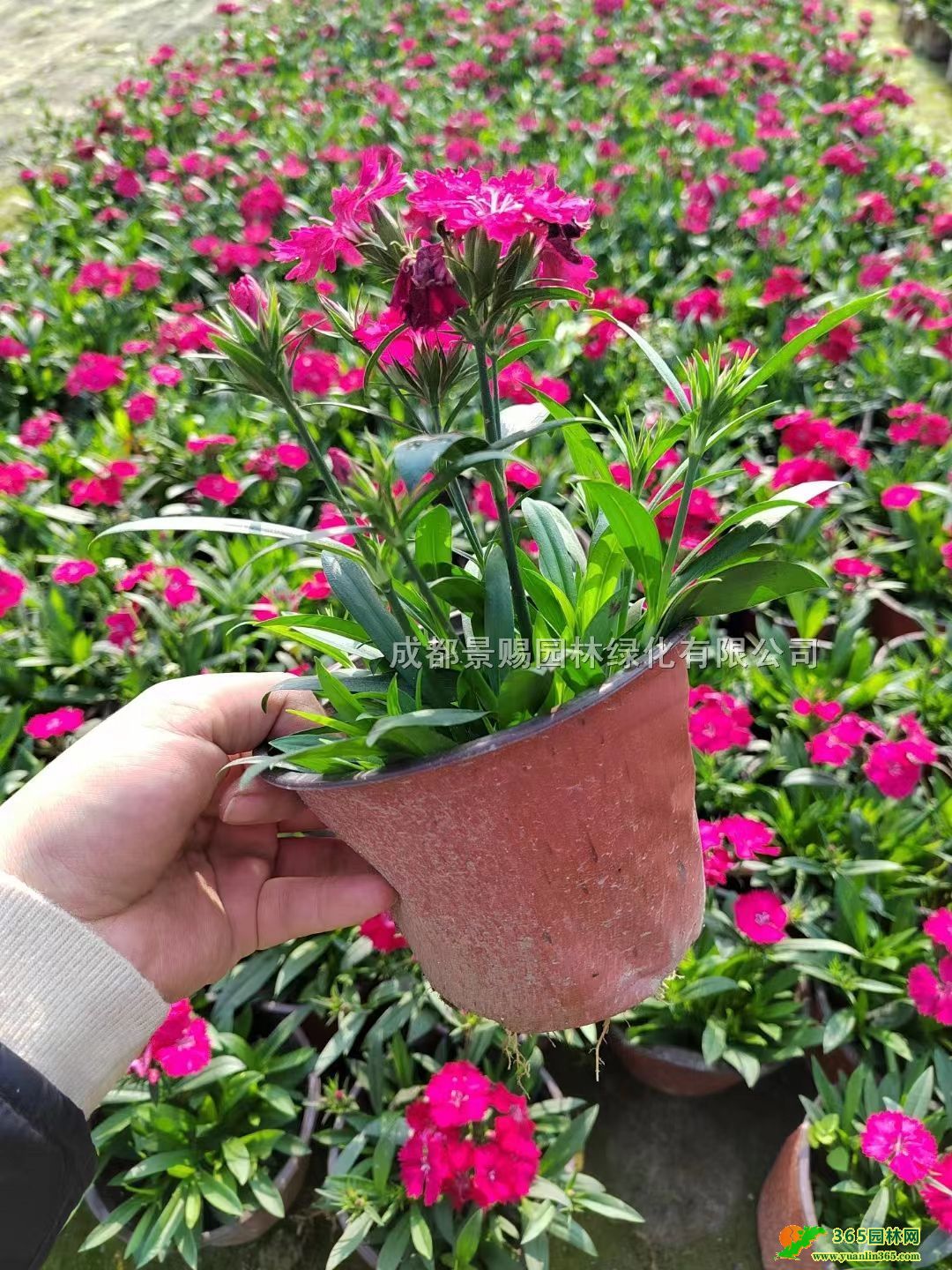 ĴɶWʯNֲءlWʯ󱭡Wʯpɫ