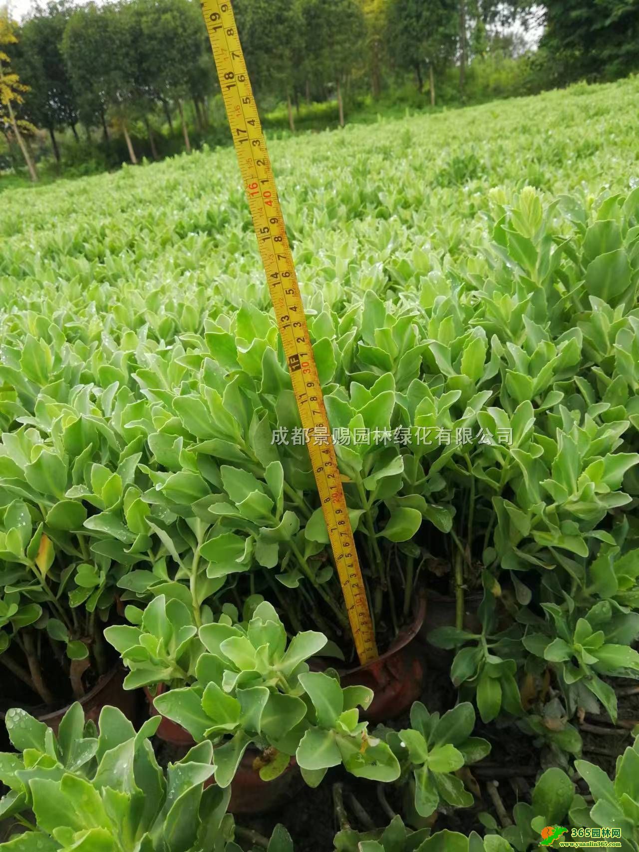 ĴˌNֲءl(f)25-30߰ˌ󱭡pɫ