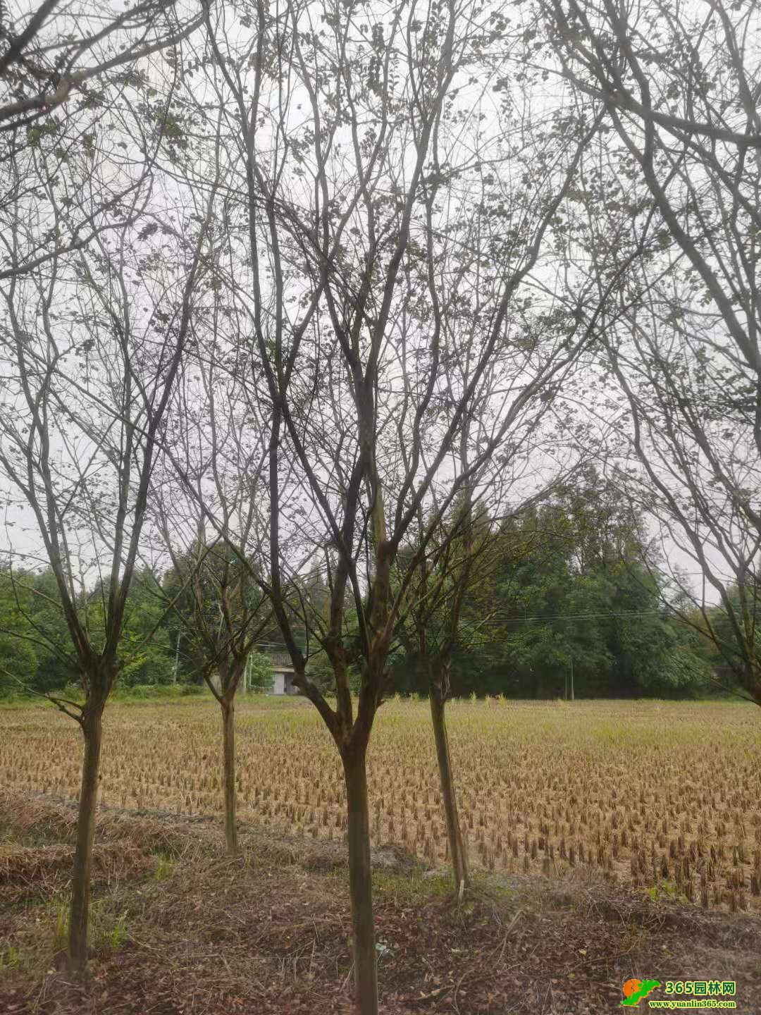 9ޱG硢ĴtޱءޱlrߗUޱ