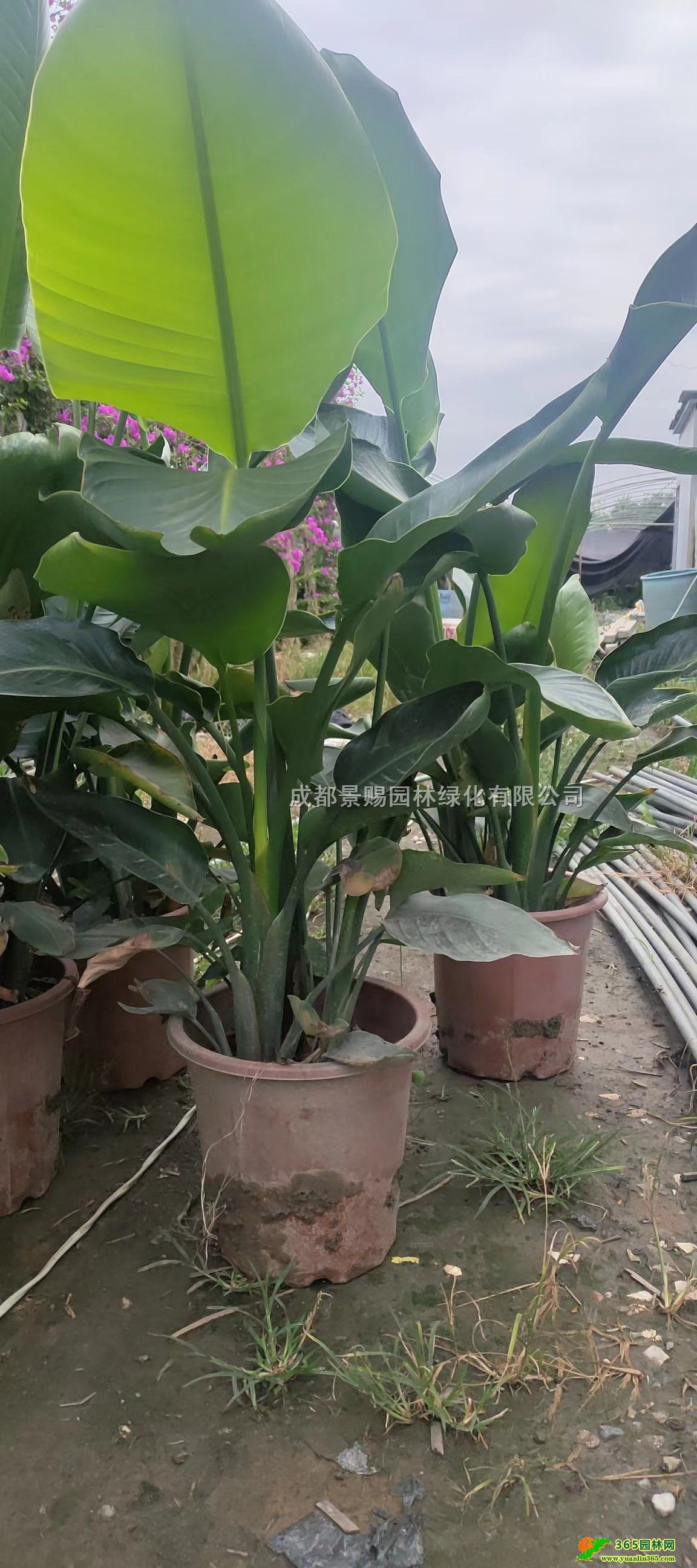 Bl(f)ءl(f)ĴBؑcBɶB