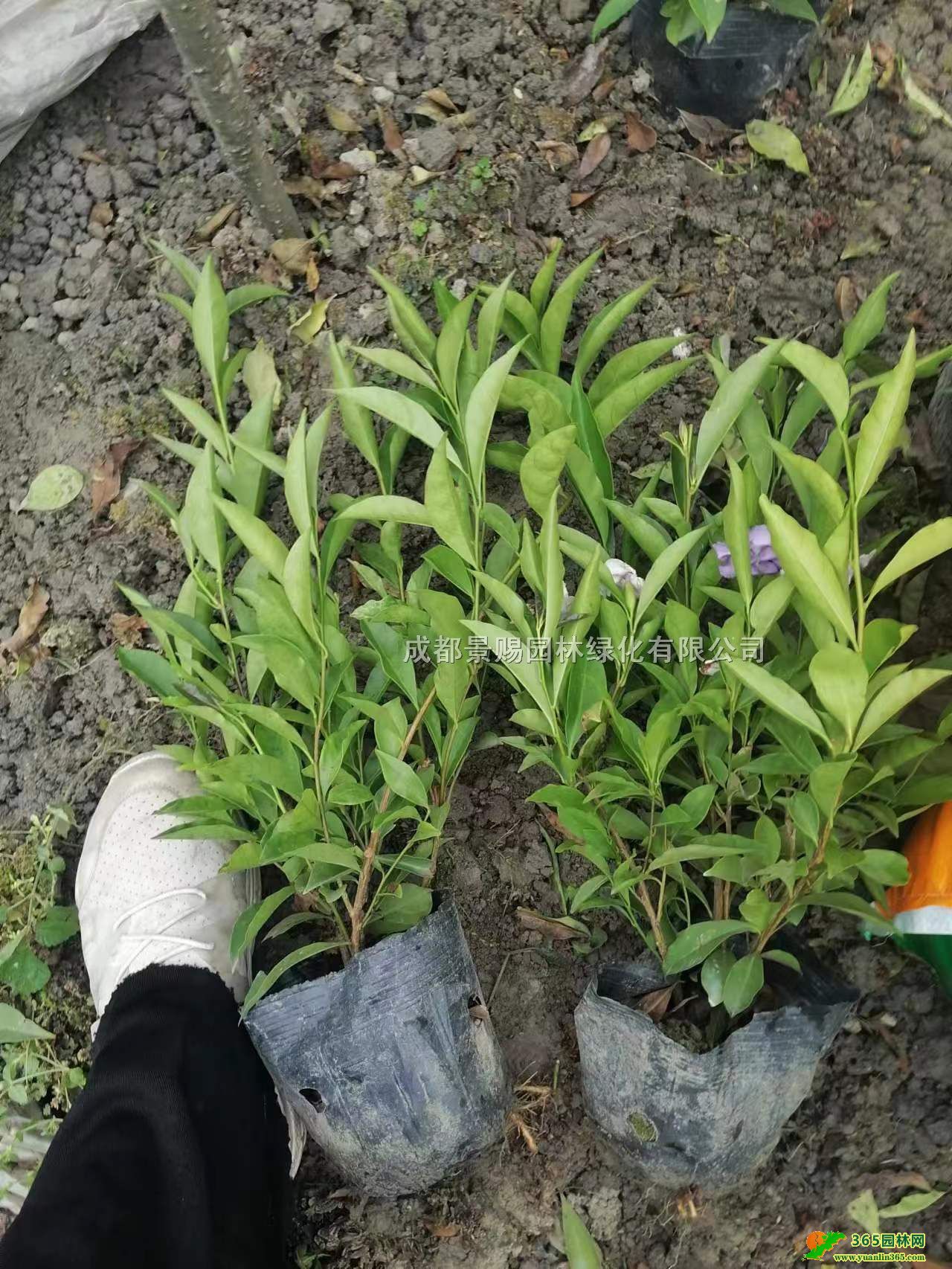 30pɫ򹤳硢pɫlءpɫС