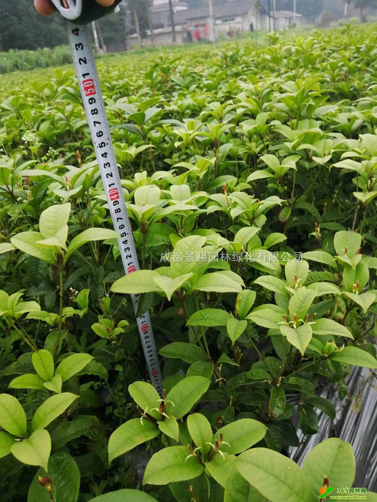 ؑcĴɶļءl(f)ļ󱭡鱭