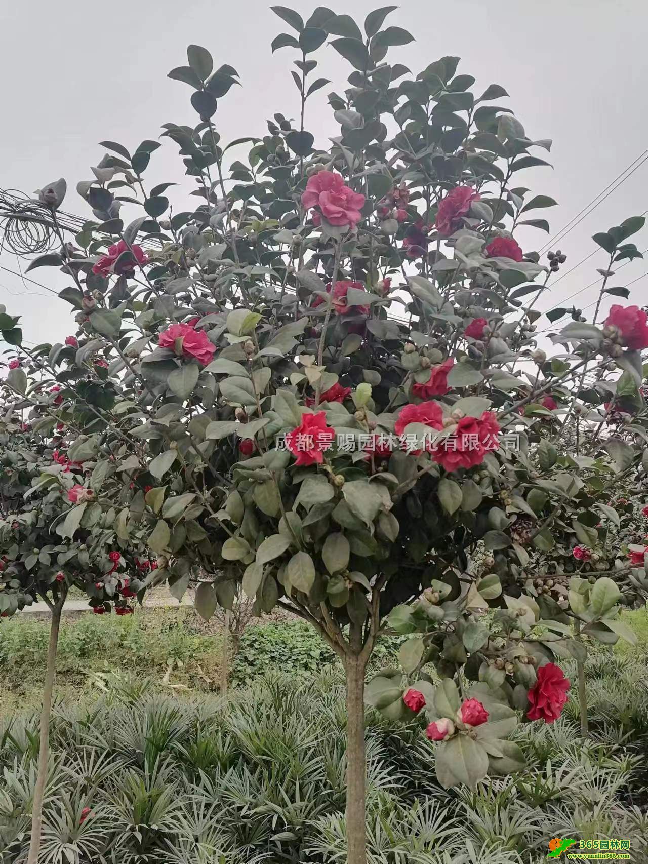 軨lءߗU軨軨\ӡ軨乤r