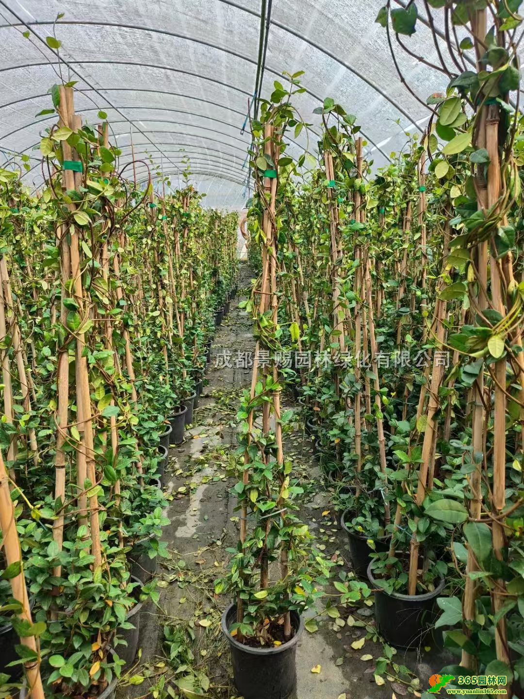 1.5L܇硢L܇ӁSL܇lr