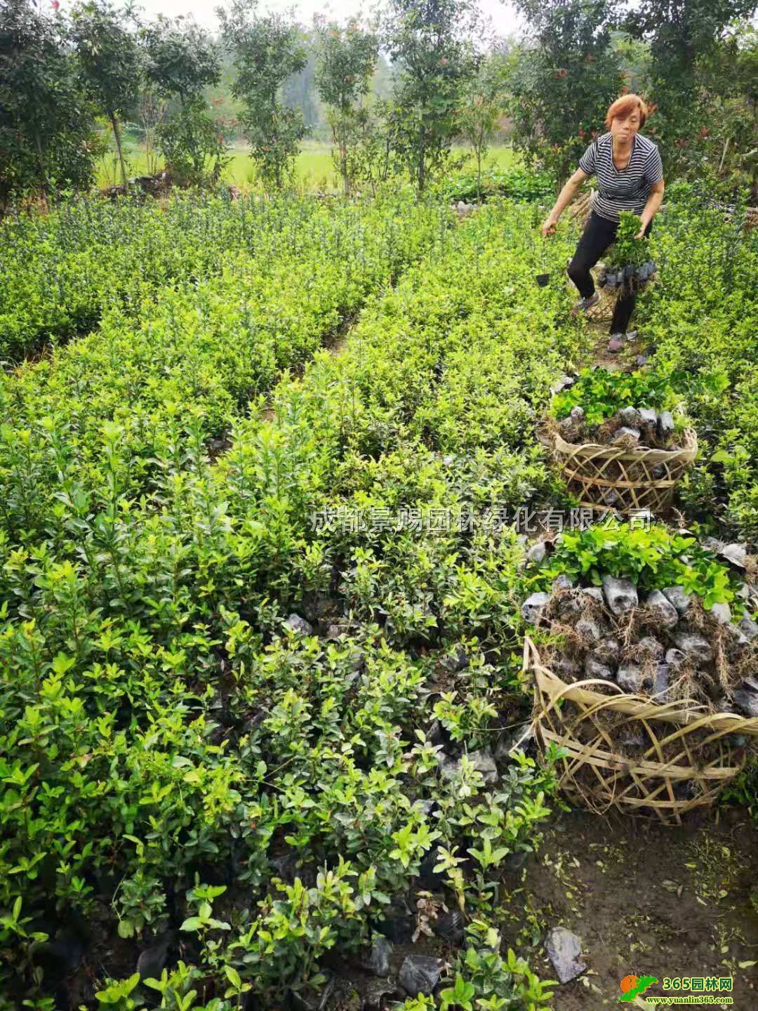 ~Slء40-50ߴ~Sӳ~S\