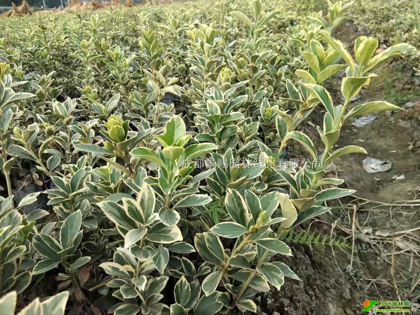 ~S-߅S40-50߽߅Sl(f)